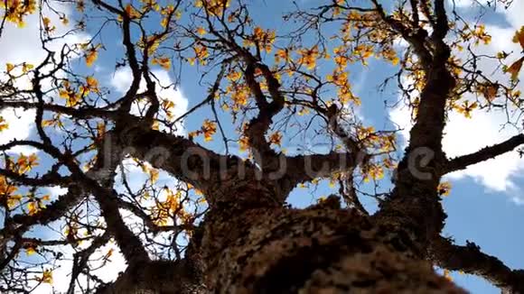 一棵开花的金色喇叭树在风中翩翩起舞视频的预览图