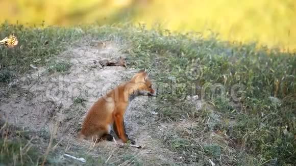 一只小红狐狸兽在洞穴附近休息视频的预览图