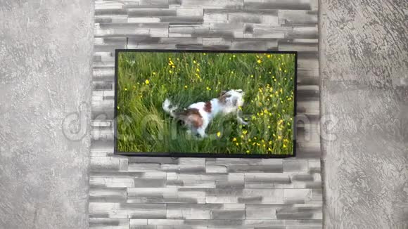 挂在墙上的电视和狗的脚印视频的预览图