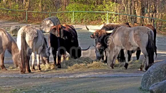 动物园里的牛郎博斯普利吉尼乌斯金牛座国内高地牛视频的预览图