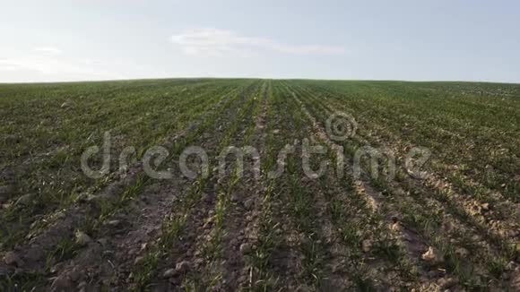 春天有晴云的农业田麦芽透过土壤窥视着耕地视频的预览图