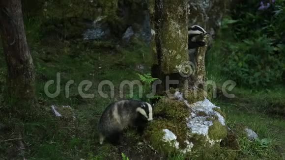 两只雄壮的獾梅莱斯梅莱斯晚上在苏格兰高地的林地觅食视频的预览图