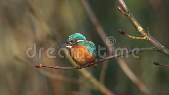 一只美丽的雌性翠鸟阿尔塞多在这栖息在一条树枝上在阳光明媚的日子里它生长在河上它一直在潜水视频的预览图