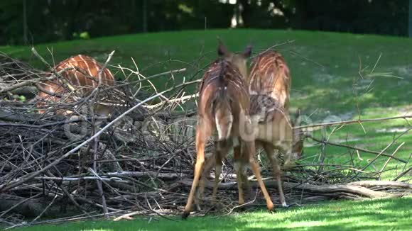 尼亚拉特拉格拉福安加西是一种螺旋角羚羊原产于南部非洲视频的预览图