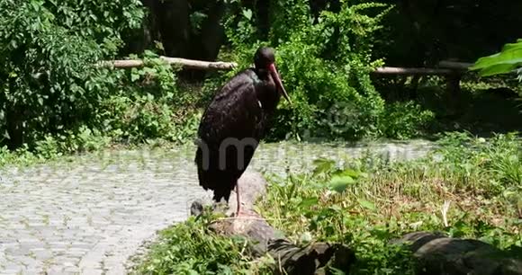 黑鹳黑鹳科大型鸟类视频的预览图