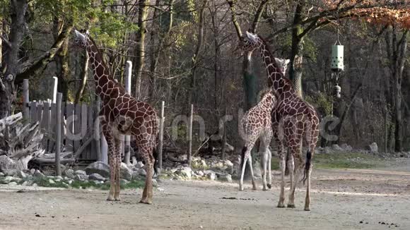 长颈鹿长颈鹿是一种非洲双趾有蹄类哺乳动物视频的预览图