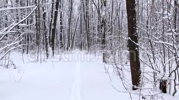 白雪皑皑的森林阳光明媚的冬日心情视频的预览图