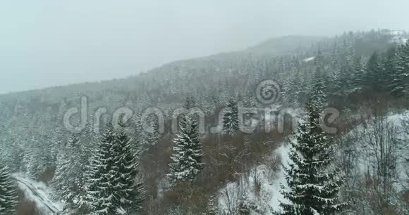 冬天在山上的雪道槽林视频的预览图