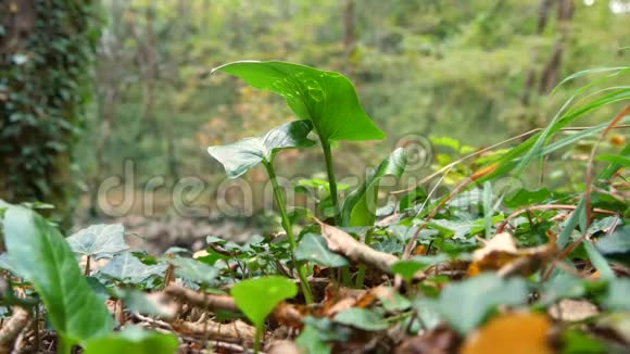 树林里的绿色植物视频的预览图