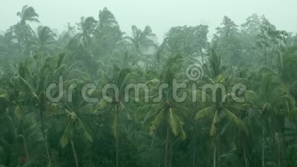 巴厘岛热带雨林中的雨印度尼西亚手掌在雨中雨水的手掌视频的预览图