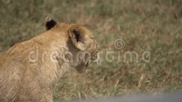 年轻的非洲狮子也就是小熊打哈欠自然生境中的动物视频的预览图