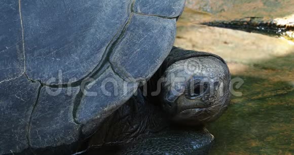 塞舌尔居里尤斯岛上的奥达布拉巨龟奥达布拉切利斯吉甘特亚视频的预览图