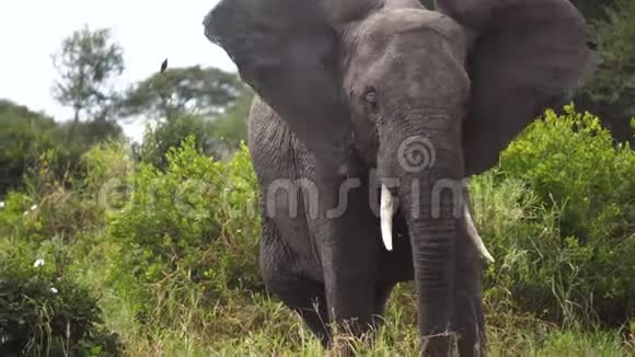 非洲草原绿色景观中的大象自然生境中的动物视频的预览图