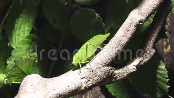 一只叶子昆虫慢慢地走在树枝上视频的预览图