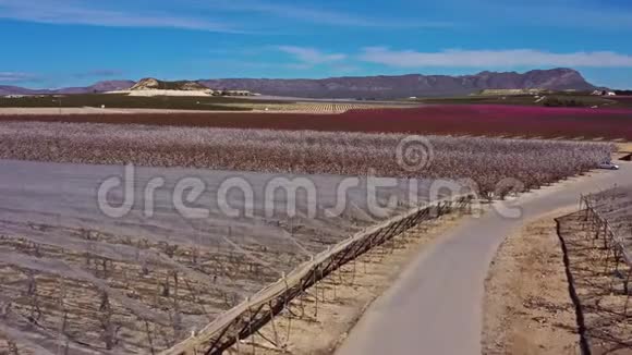 西班牙穆尔西亚地区CiezaMiradorElHorno的桃花视频的预览图