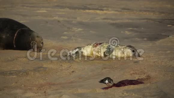 一只灰海豹幼崽HalichoerusGrypus躺在海滩上而一只Turnstone鸟吃着后生视频的预览图