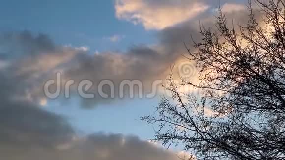 日落时黑树的剪影多云的戏剧性天空视频的预览图