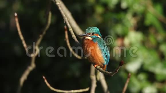 一只雌性翠鸟阿尔塞多在这栖息在一条树枝上在阳光明媚的一天生长在河上视频的预览图