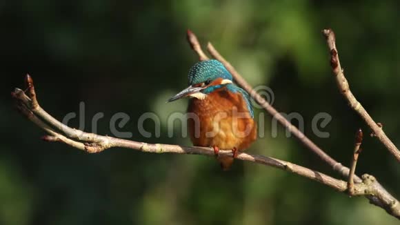 一只雌性翠鸟阿尔塞多在这栖息在一条树枝上在一个阳光明媚的日子里河上然后它飞走视频的预览图