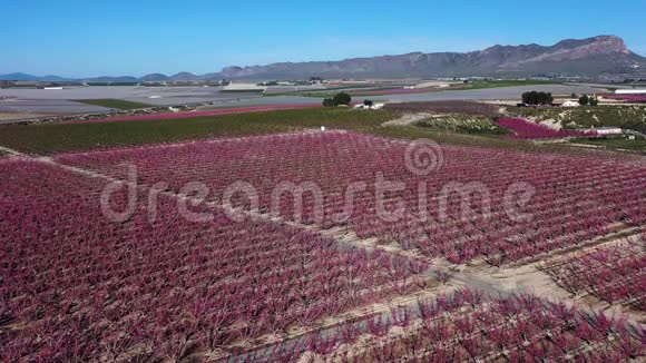 西班牙穆尔西亚地区Cieza附近的Ascoy桃花视频的预览图