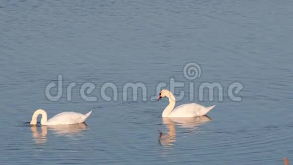 湖上的两只天鹅潜入水中寻找食物视频的预览图