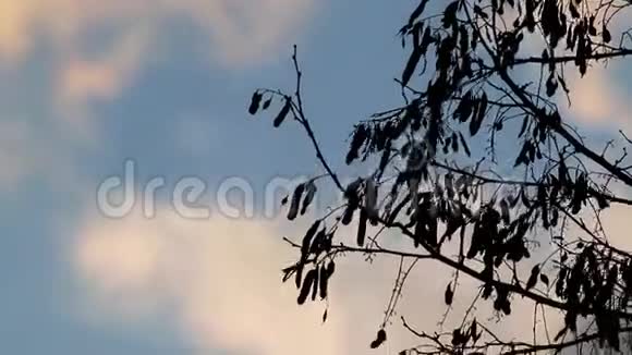 日落时黑树的剪影多云的戏剧性天空视频的预览图