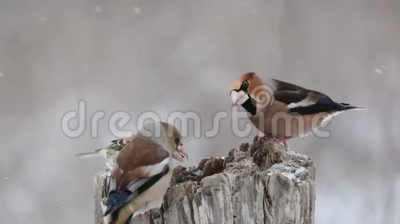 霍芬奇科考斯特斯科考斯特斯两只鸟正在森林里的一个喂食器上打架视频的预览图