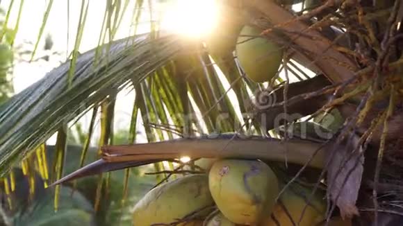 棕榈树上的绿椰子阳光日落美丽的热带背景视频的预览图