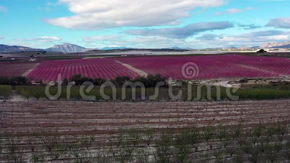 西班牙穆尔西亚地区Cieza附近的Ascoy桃花视频的预览图