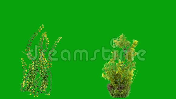 移动水下植物绿色屏幕背景视频的预览图