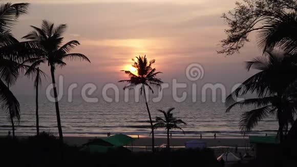 海滩日落和棕榈剪影美丽的热带傍晚背景视频的预览图
