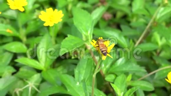 太阳花和蜜蜂视频的预览图