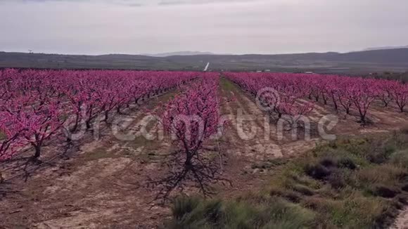 西班牙穆尔西亚地区朱米拉桃花视频的预览图