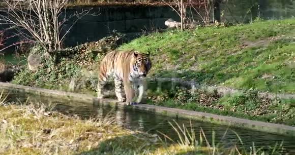 西伯利亚虎是世界上最大的猫视频的预览图