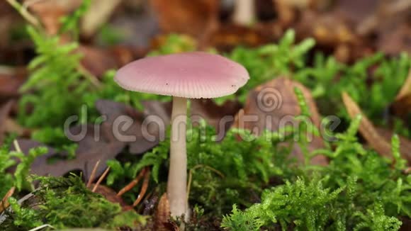 一种美丽的RosyBonnet真菌Mycenarosea生长在英国森林地板上的落叶和苔藓中视频的预览图