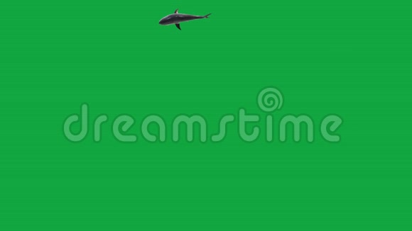鲨鱼运动图形绿色屏幕背景1视频的预览图