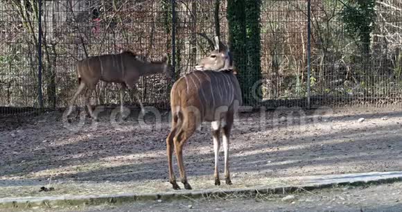 大库杜特拉格拉福斯链球是一种林地羚羊分布于非洲东部和南部视频的预览图