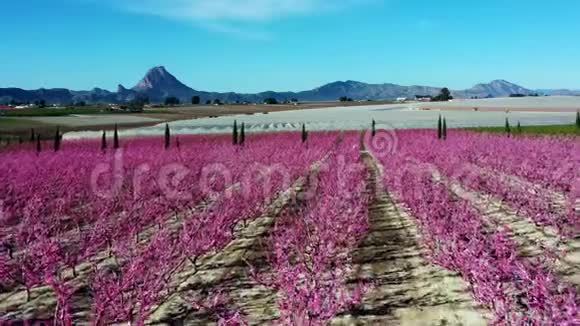 西班牙穆尔西亚地区CiezaMiradorElHorno的桃花视频的预览图