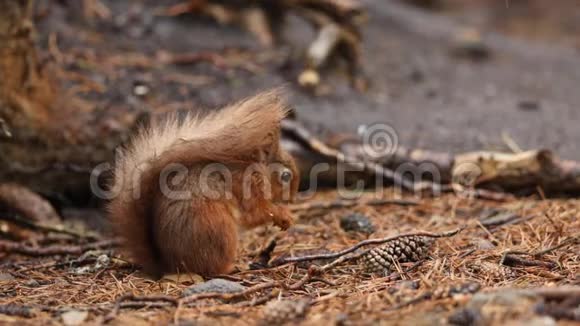 一只可爱的红松鼠斯库鲁斯俗子坐在林地上在倾盆大雨中吃坚果视频的预览图