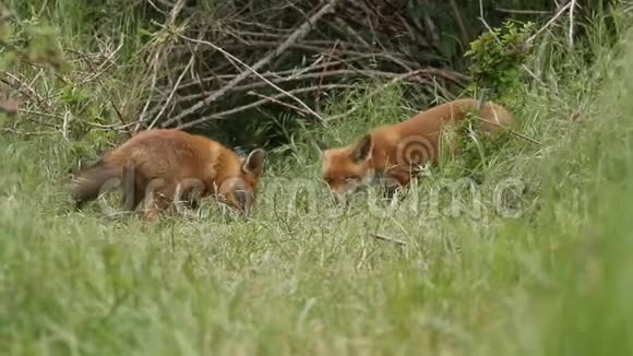 一只红狐狸和她可爱的幼崽VulpesVulpes正在他们的巢穴在食物上爆发了几次打斗视频的预览图