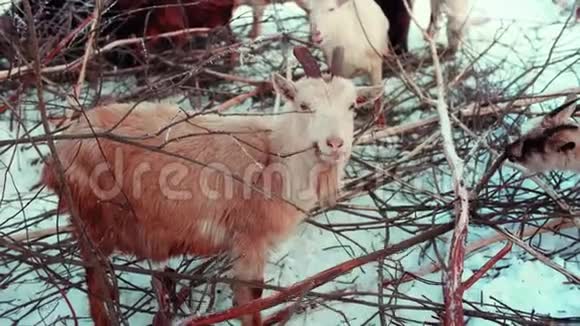山羊吃树上的树皮在白雪皑皑的冬天牧场上放牧山羊视频的预览图