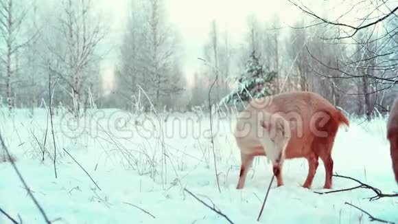 在白雪皑皑的冬牧场上放牧山羊山羊吃树上的树皮视频的预览图