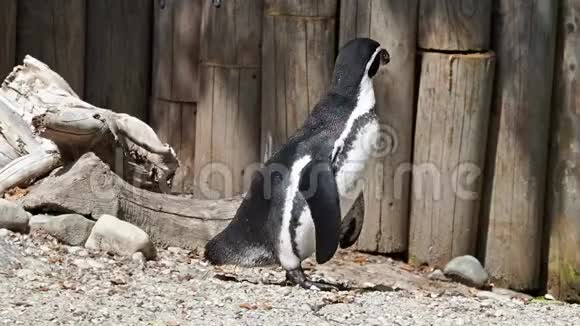洪堡企鹅洪堡企鹅或秘鲁企鹅视频的预览图