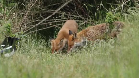 一只红狐狸和她可爱的幼崽Vulpes外阴正在他们的巢穴入口处喂食幼崽不想分享食物视频的预览图