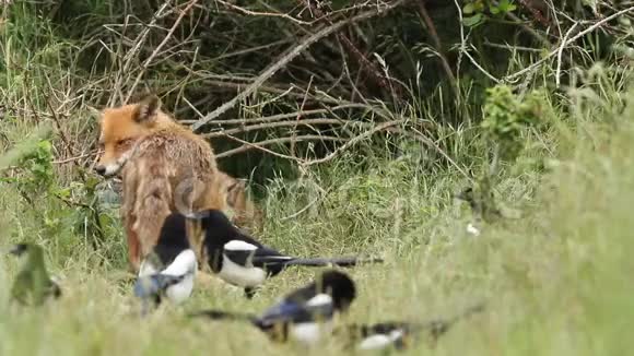 一只黑狐一只火狐以及她可爱的幼崽正在他们的巢穴入口处觅食有几次和幼仔打架视频的预览图