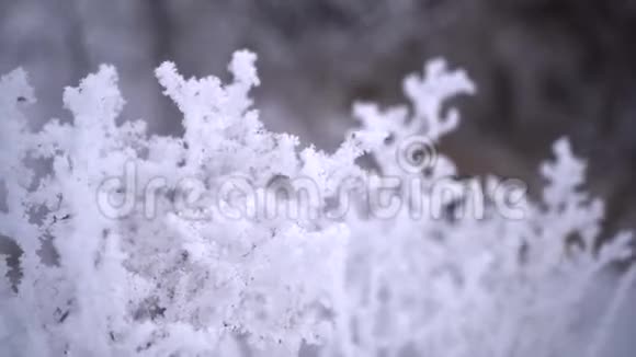 灌木和树木覆盖着白色的冰视频的预览图
