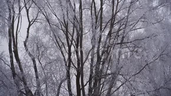 灌木和树木覆盖着白色的冰视频的预览图