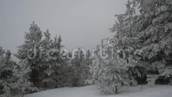 冬林雾雪落视频的预览图