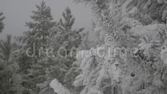 冬林雾雪落视频的预览图