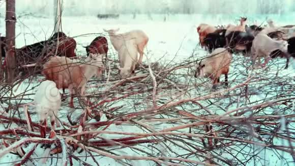 在白雪皑皑的冬牧场上放牧山羊山羊吃树上的树皮视频的预览图
